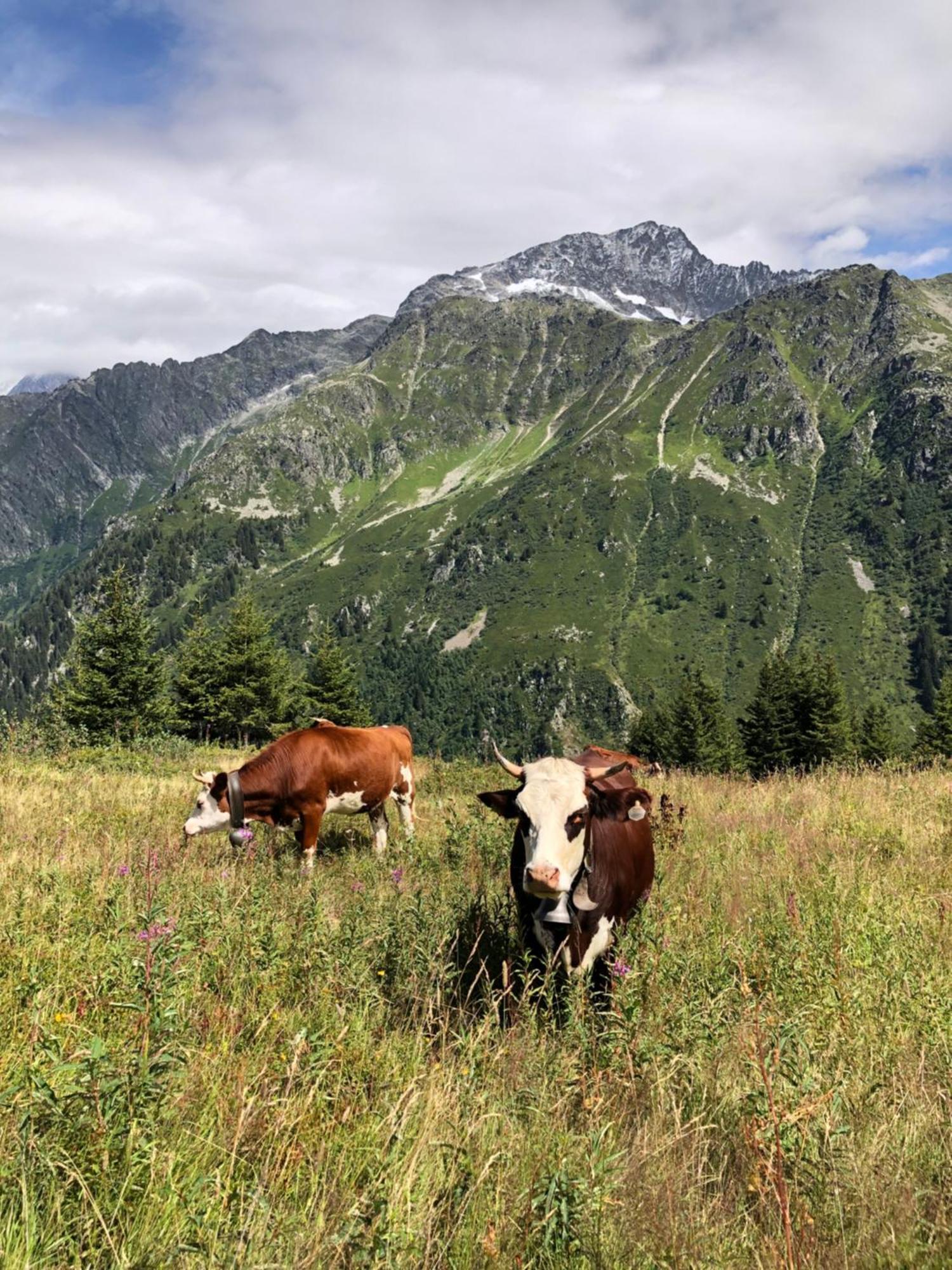 Chalet Riviere Du Bon Nant Location De 6 A 14 Personnes En Haute Savoie 생제르베레뱅 외부 사진